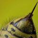 Illustration for article titled Nanoparticles Made From Bee Venom Can Kill HIV